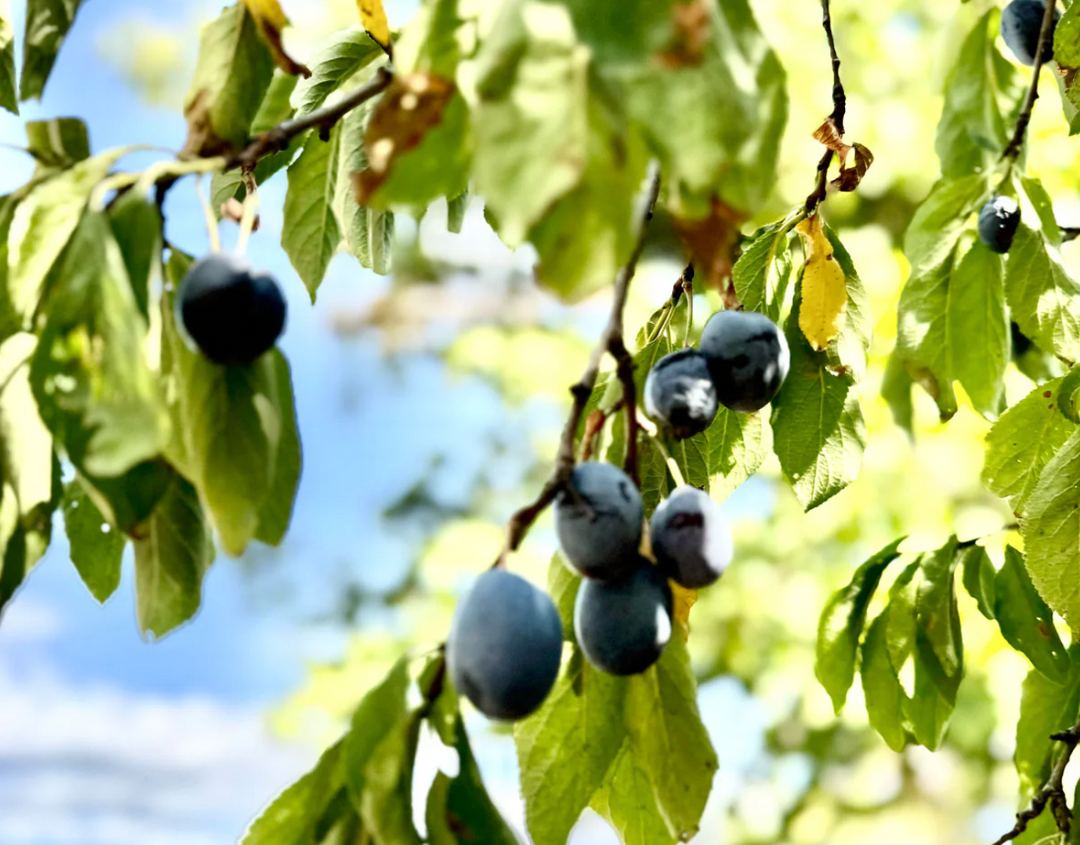 Plum Jam with Almond and Star Anise Recipe