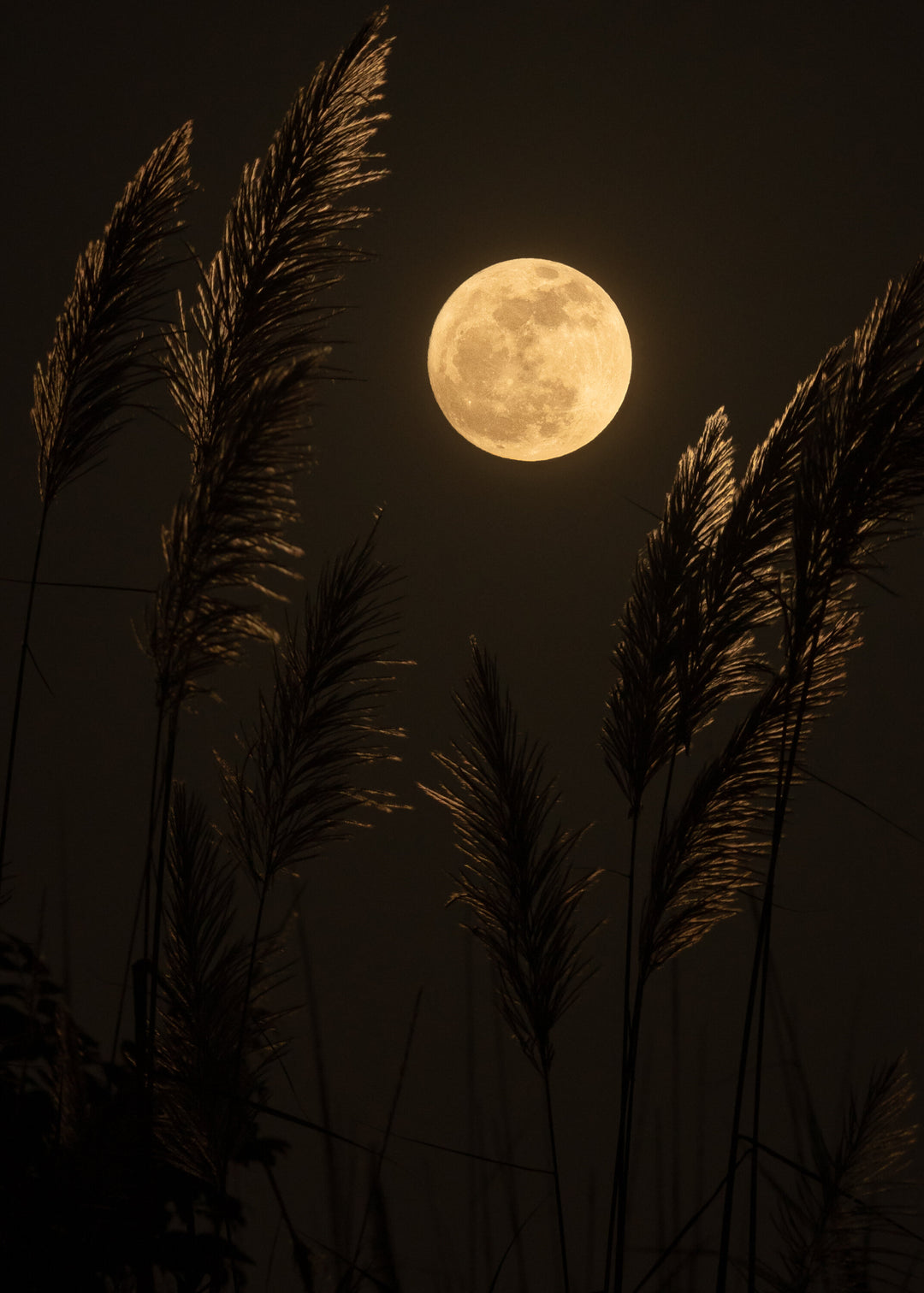 Waning Crescent Moon in Aquarius