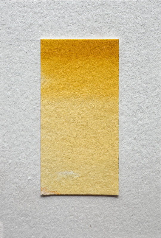 Mustard watercolor swatch