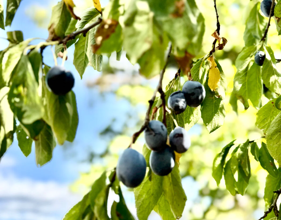 Italian plums on a branch in the sun