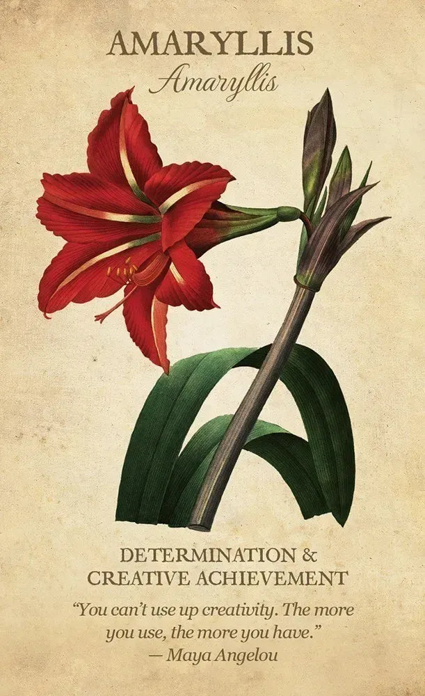 botanical inspirations amaryllis