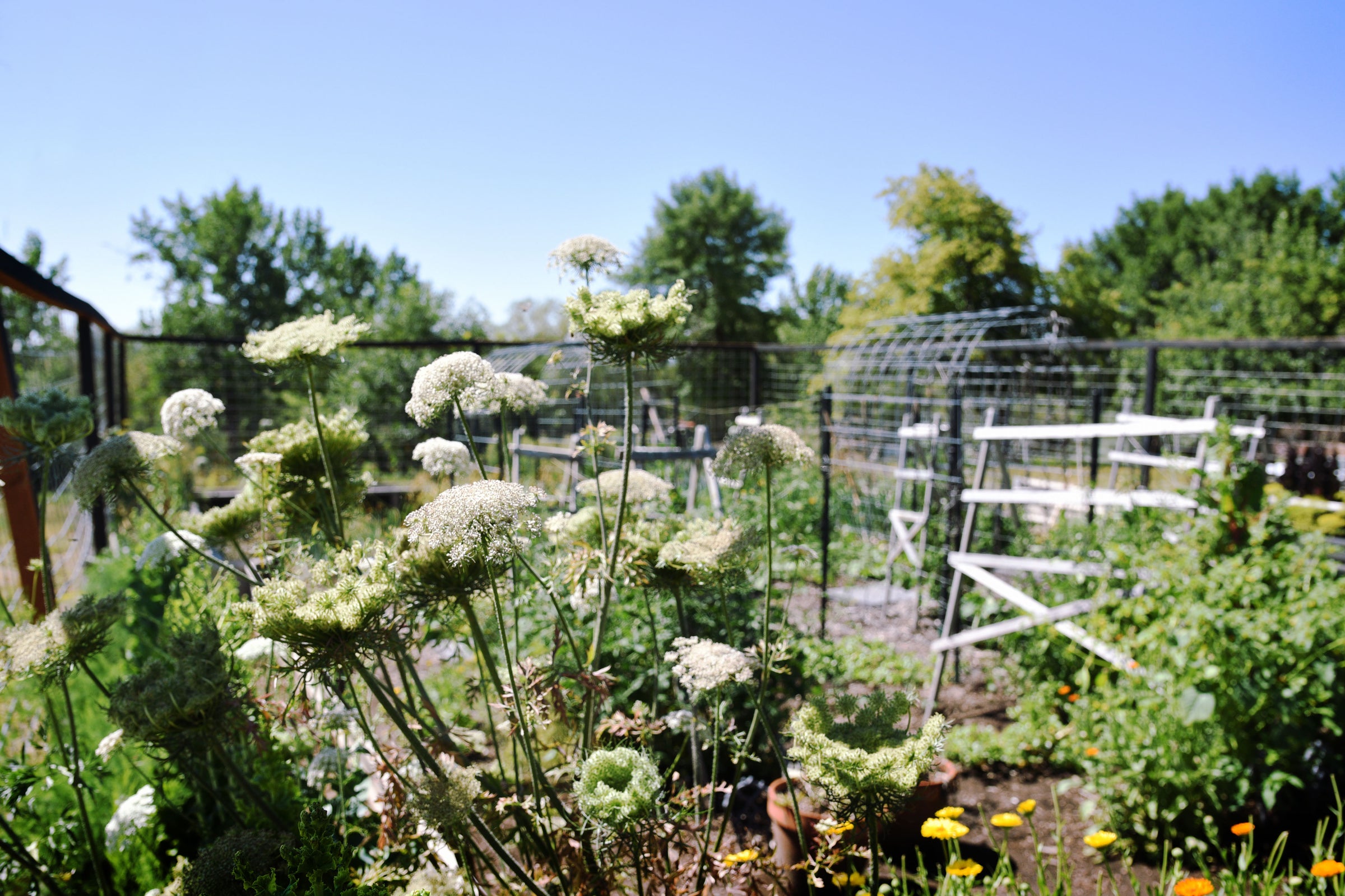 Hunter Moon Homestead Garden