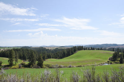 View of the palouse