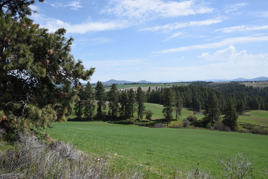 23 acres of Palouse wilderness to explore at Hunter Moon Homestead
