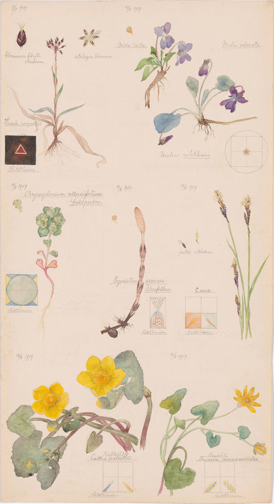 Bontanical illustration by artist Hilma Af Klint