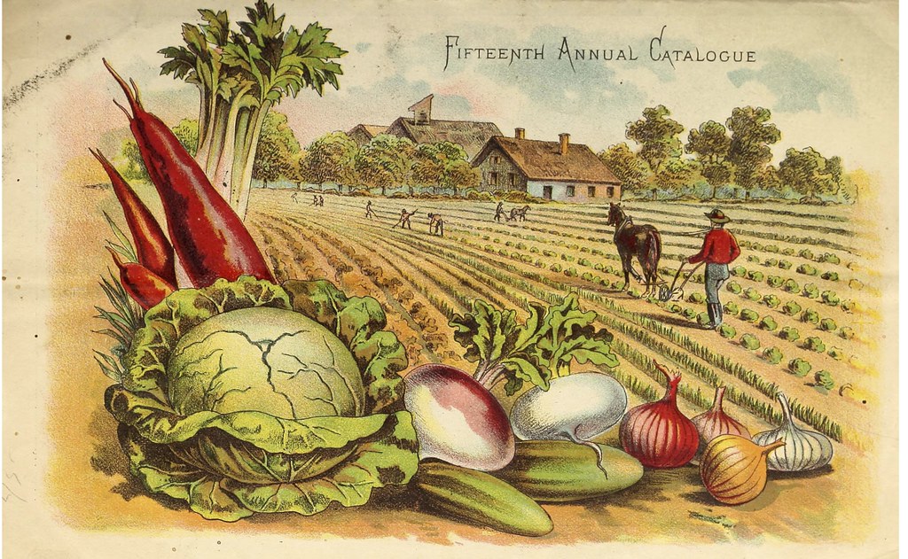 Vintage Seed Catalog illustration with vegetables