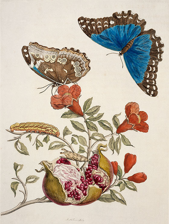 botanical painting by Maria Sibylla Merian